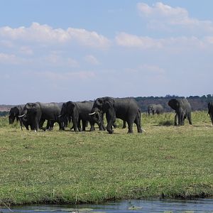 Elephant Caprivi Namibia