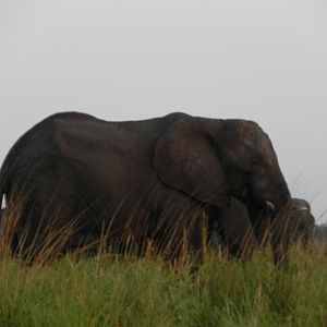 Elephant Caprivi Namibia