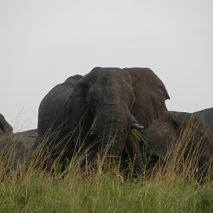 Elephant Caprivi Namibia