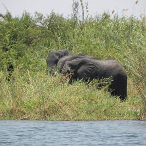 Elephant Caprivi Namibia