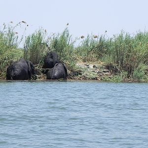 Elephant Caprivi Namibia