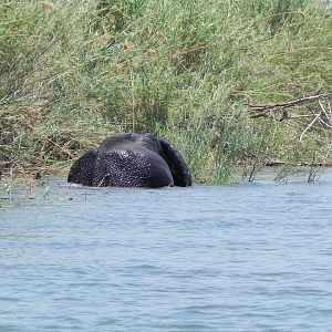 Elephant Caprivi Namibia