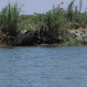 Elephant Caprivi Namibia