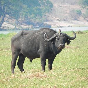 Buffalo Caprivi Namibia