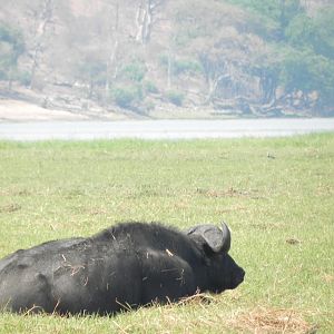 Buffalo Caprivi Namibia