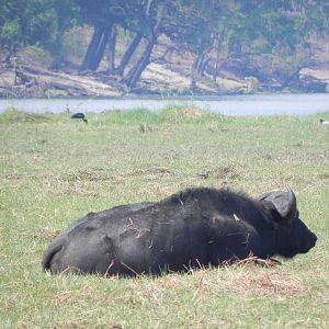 Buffalo Caprivi Namibia