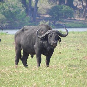 Buffalo Caprivi Namibia