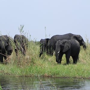 Elephant Caprivi Namibia