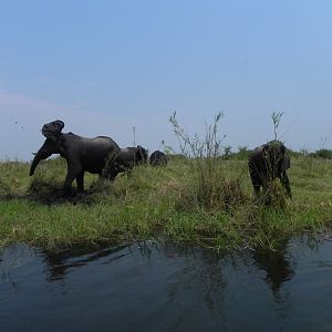 Elephant Caprivi Namibia