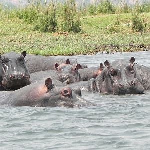 Hippo Caprivi Namibia