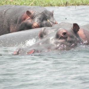 Hippo Caprivi Namibia