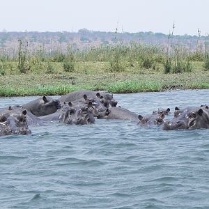 Hippo Caprivi Namibia