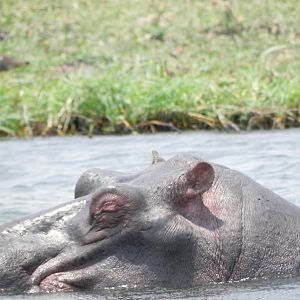 Hippo Caprivi Namibia