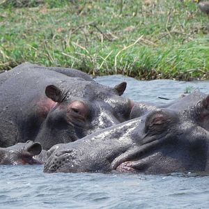 Hippo Caprivi Namibia