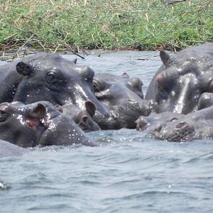 Hippo Caprivi Namibia