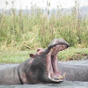 Hippo Caprivi Namibia