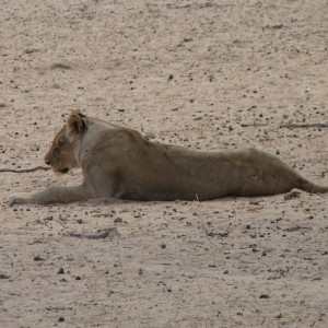 Lion Namibia