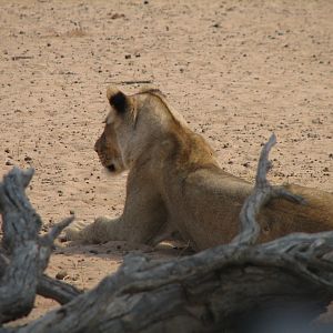 Lion Namibia