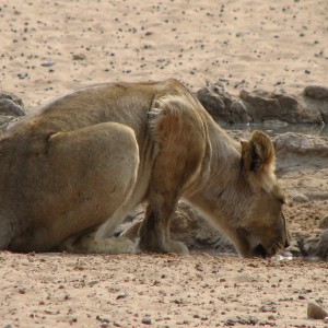 Lion Namibia