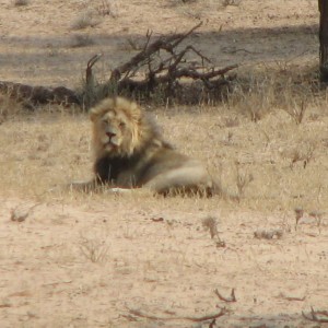 Lion Namibia