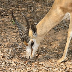 Springbok Namibia