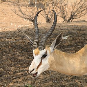 Springbok Namibia