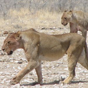 Lion Etosha Namibia