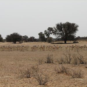 Springbok Namibia