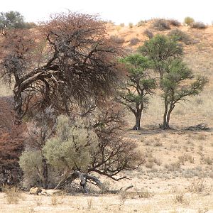 Lion Namibia