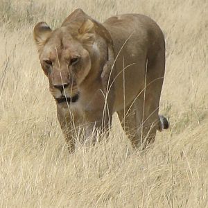 Lion Etosha Namibia