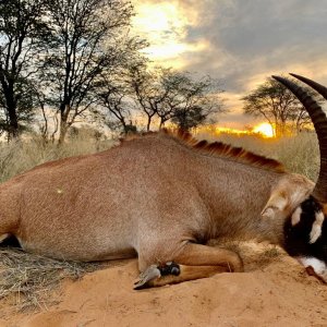 Roan antelope