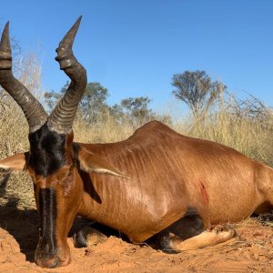 Red Hartebeest