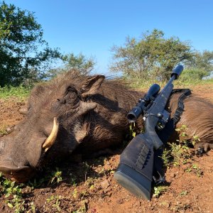 Warthog Hunting South Africa