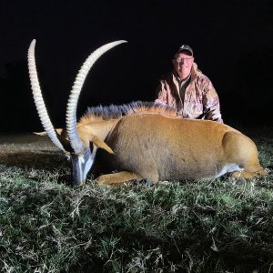 Sable Hunting South Africa