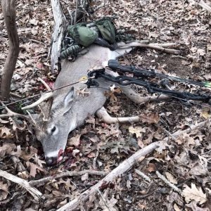 Bow Hunting Whitetail Deer