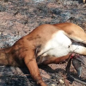 Young Sable Bull Hunting