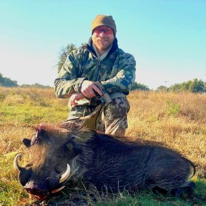 Warthog Hunting South Africa