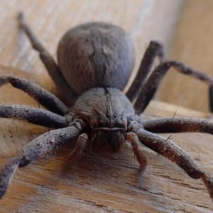 African Rain Spider