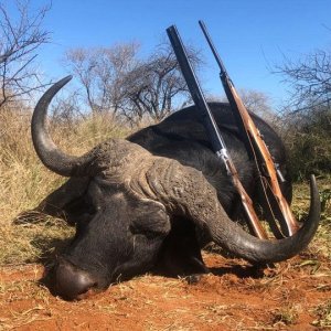 Buffalo Hunting Limpopo South Africa