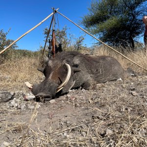 Warthog Hunting Botswana