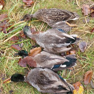 Mallard Duck Hunt New Zealand