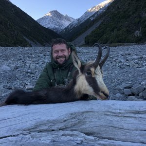 Chamois Hunt New Zealand