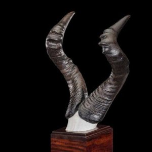 Hartebeest Antler Mount Taxidermy