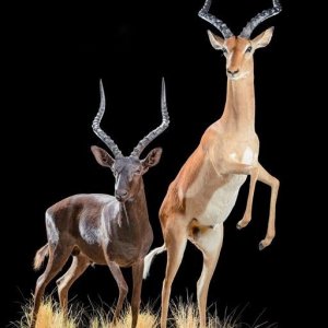 Impala Full Mount Taxidermy