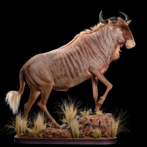 Golden Wildebeest Full Mount Taxidermy