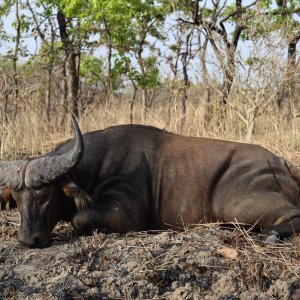 Western Buffalo Hunt North Cameroon