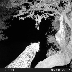 Leopard Trail Camera South Africa