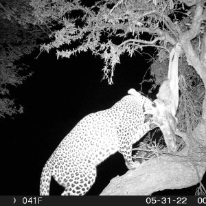 Leopard Trail Camera South Africa