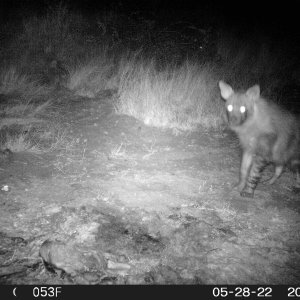 Big Brown Hyena Trail Camera South Africa