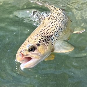 Trout Fishing Black Hills South Dakota